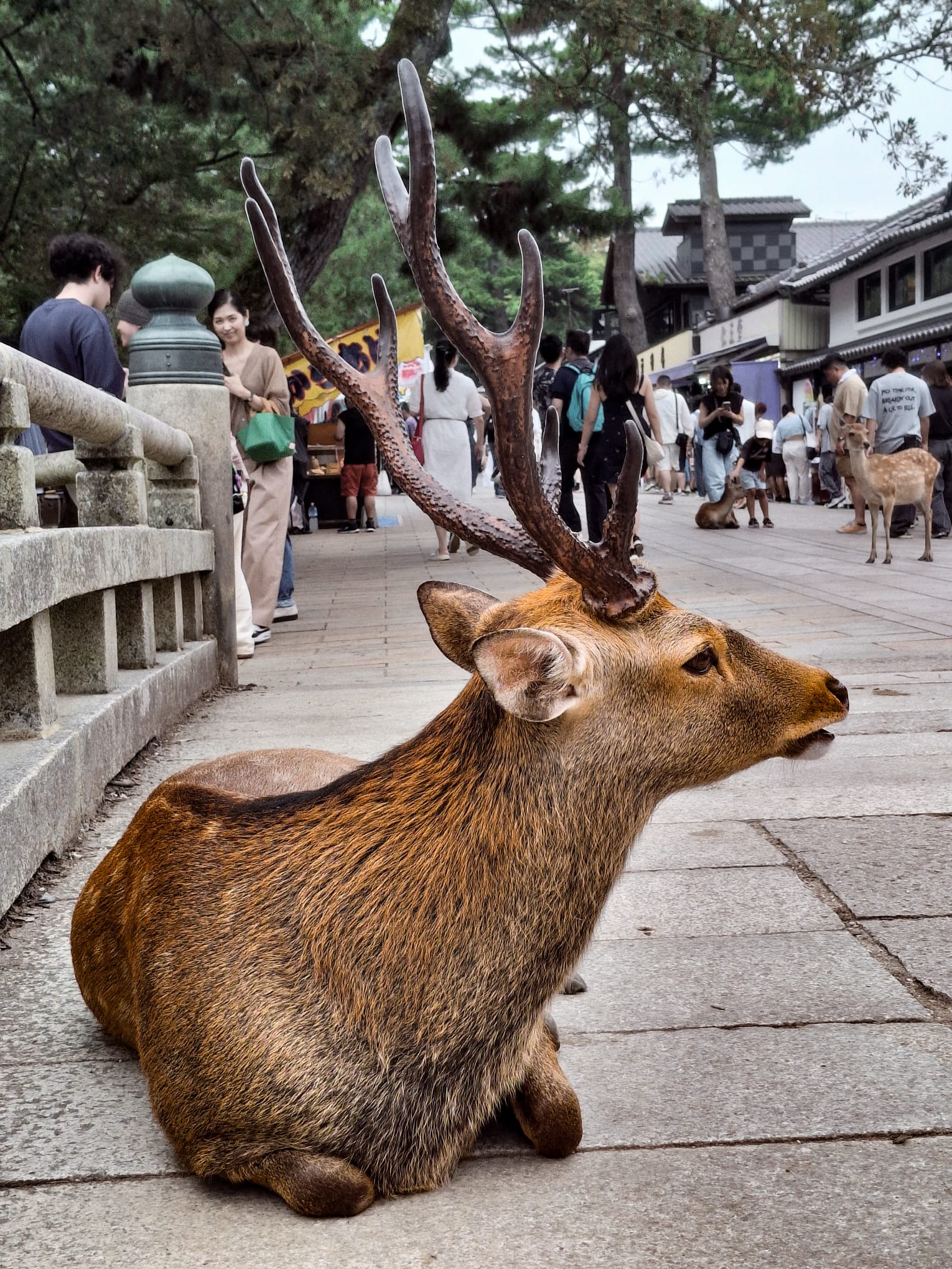 August 2025 - To be a deer in Nara π¦